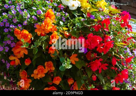 Attraktive lebendige bunte Begonien malerisch in Pflanzen auf einem angeordnet Steinmauer an einer Straße in Sellinge Dorf, August 2016Kent, UK Stockfoto