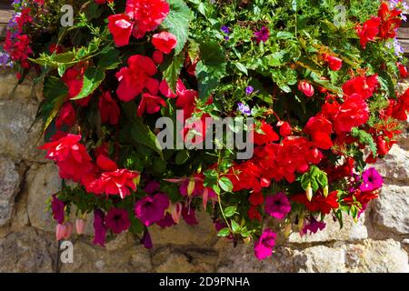 Attraktive lebendige bunte Begonien malerisch in Pflanzen auf einem angeordnet Steinmauer an einer Straße in Sellinge Dorf, August 2016Kent, UK Stockfoto