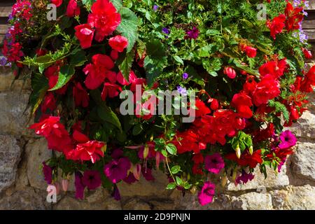 Attraktive lebendige bunte Begonien malerisch in Pflanzen auf einem angeordnet Steinmauer an einer Straße in Sellinge Dorf, August 2016Kent, UK Stockfoto