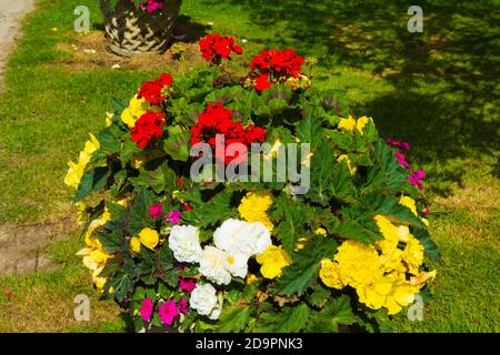 Attraktive lebendige bunte Begonien malerisch in Pflanzen auf einem angeordnet Steinmauer an einer Straße in Sellinge Dorf, August 2016Kent, UK Stockfoto