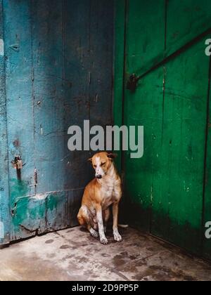 Ein streunender Hund dötzt vor der grünen Tür. Gasse in Varanasi, Indien. Stockfoto