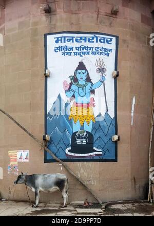 Vranasi oder Benares, Uttar Pradesh, Indien - EINE Kuh, die vor dem Gemälde von Shiva steht, einer der wichtigsten Gottheiten des Hinduismus. Stockfoto