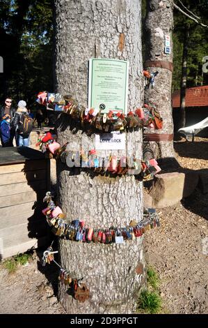 Punkt für Reisende nehmen Sie Foto und Vorhängeschlösser graviert mit dem Namen von Liebenden auf dem Baum in Mummelsee gesperrt Im Schwarzwald oder Schwarzwald an Stockfoto