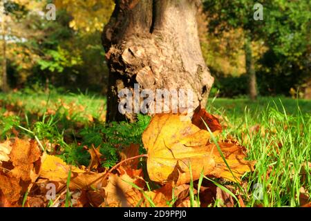 Herbstszene. Totes Blatt in orange rot auf grünem Gras. Selektiver Fokus, absichtlich verschwommener Hintergrund Stockfoto