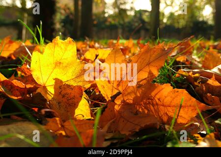 Herbstszene. Totes Blatt in orange rot auf grünem Gras. Selektiver Fokus, absichtlich verschwommener Hintergrund Stockfoto