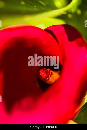 Leuchtend rote Blume Raymond Boswell Stockfoto