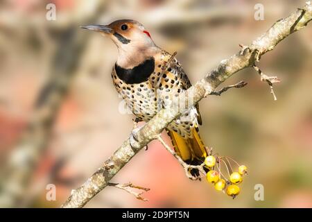 Männlicher Northern Flicker Specht auf einem Zweig Stockfoto