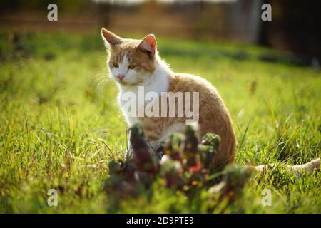 Flauschige Ingwer weiße Katze sitzt auf dem grünen Gras in Sonniger Tag Stockfoto