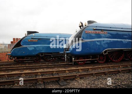 'Bittern' und 'Dominion of Canada' im Hof von Barrow Hill. Stockfoto