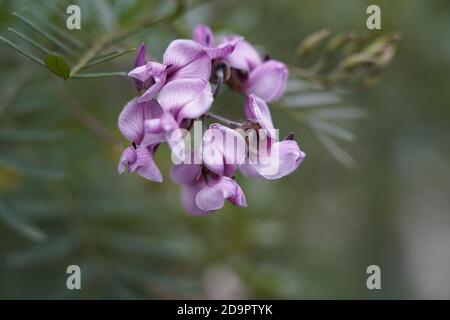 Schöne lila Blüten des Süßen Erbsenbusches Bendigo, Victoria, Australien Stockfoto