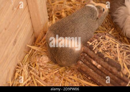 Gesunde schwangere Meerschweinchen Stockfoto