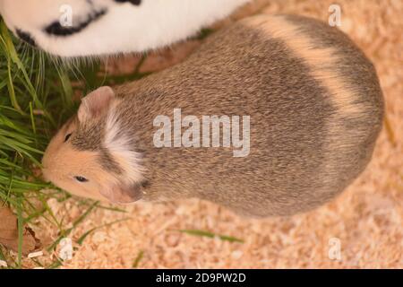 Gesunde schwangere Meerschweinchen Stockfoto