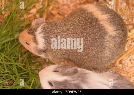 Gesunde schwangere Meerschweinchen Stockfoto