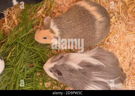 Gesunde schwangere Meerschweinchen Stockfoto