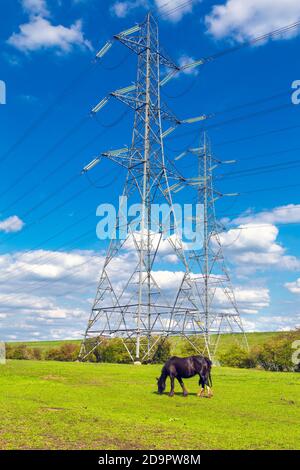 Pferd auf einer Weide, die Gras mit Strommasten im Hintergrund in der Nähe von Ponders End, River Lee Country Park, Großbritannien, isst Stockfoto