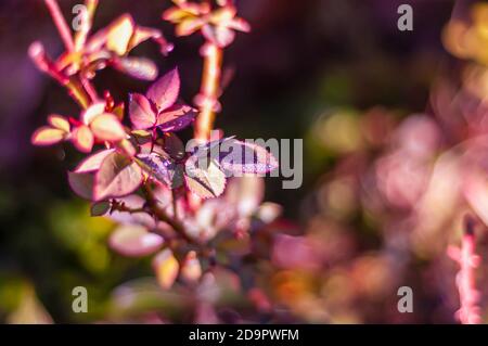 Eine Nahaufnahme der Blätter der Rosenpflanze in einem Hausgarten. Winzige Wassertröpfchen sind auf der Blattoberfläche sichtbar. Stockfoto