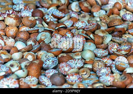 Nahaufnahme von areca-Nüssen/Betelnüssen/Supari/Betalnüssen. Stockfoto