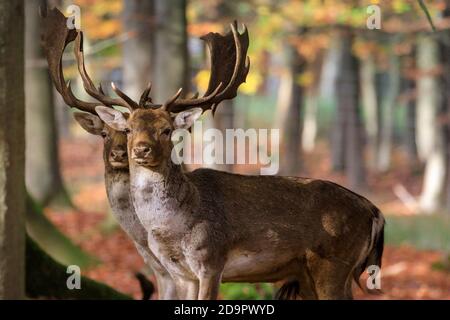 Duelmen, Münsterland, NRW, Deutschland. November 2020. Zwei Damwild-Böcke (dama dama) stehen synchron und entspannen sich, während das strahlende Sonnenlicht durch die Bäume im Duelmen Nature Reserve fällt. Wildtiere genießen die warme Sonne, während Teile Deutschlands einen weiteren schönen sonnigen Tag mit warmen Temperaturen von bis zu 18 Grad sehen. Kredit: Imageplotter/Alamy Live Nachrichten Stockfoto