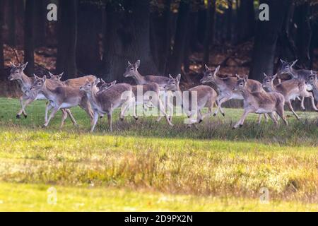 Duelmen, Münsterland, NRW, Deutschland. November 2020. Eine Herde von etwa 40 Damhirschen (Weibchen) läuft am Waldrand entlang. Wildtiere genießen die warme Sonne, während Teile Deutschlands einen weiteren schönen sonnigen Tag mit warmen Temperaturen von bis zu 18 Grad sehen. Kredit: Imageplotter/Alamy Live Nachrichten Stockfoto