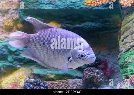 Fisch-Gurami-Marmor. Ein in Gefangenschaft gezüchteter Morph von Three Spot Gurami, bekannt als Opaline Gurami, auch bekannt unter dem lateinischen Namen Trichopodus trichopterus. Stockfoto