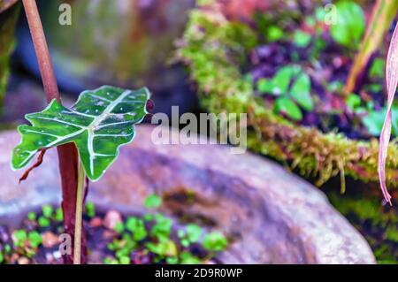 Ein Nahaufnahme des weißen Aderblattes einer afrikanischen Maskenpflanze – Locasia amazonica. Stockfoto