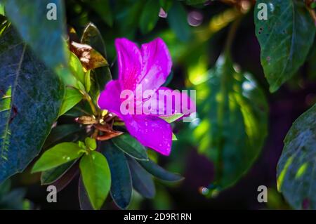 Eine Nahaufnahme einer rosa Rhododendronblüte mit ihren Blütenblättern, die von Wassertropfen bedeckt sind, die vom Morgentau zurückgelassen wurden. Stockfoto