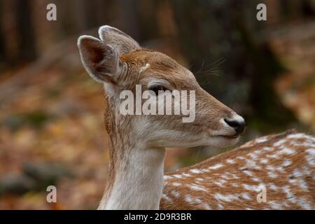 Nahaufnahme eines jungen weißen Schwanzhirsches. Stockfoto