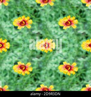 Bunte nahtlose Hintergrund mit gaillardia Blumen unter grünem Gras Stockfoto