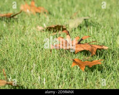 Gefallenes orangefarbenes getrocknetes Blatt auf frischem grünen Gras. Stockfoto