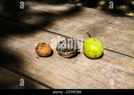 Drei Walnüsse in verschiedenen Reifegraden liegen auf einem Holztisch: Grün, mittelreif und reif. Stockfoto