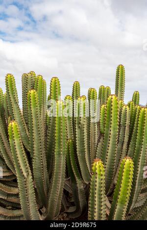 Kaktus im Garten des Museo del Queso Majorero in Antigua, Fuerteventura in Spanien. Stockfoto