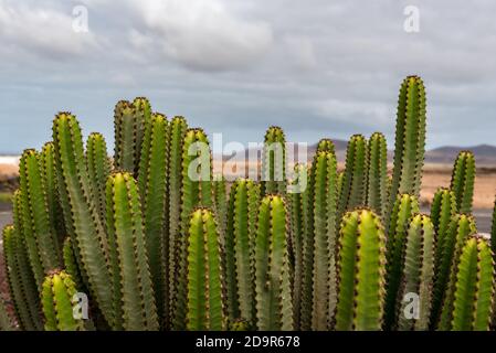 Kaktus im Garten des Museo del Queso Majorero in Antigua, Fuerteventura in Spanien. Stockfoto