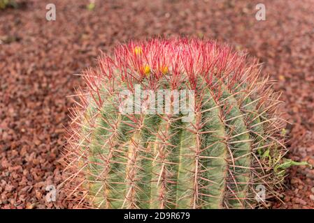 Kaktus im Garten des Museo del Queso Majorero in Antigua, Fuerteventura in Spanien. Stockfoto