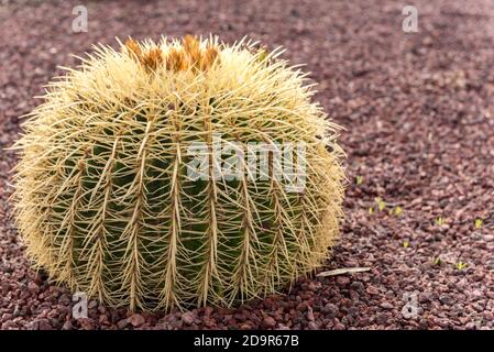 Kaktus im Garten des Museo del Queso Majorero in Antigua, Fuerteventura in Spanien. Stockfoto