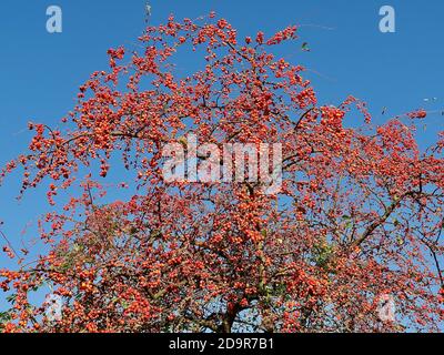 Zieräpfel hängen an einem Apfelbaum - essbar Stockfoto
