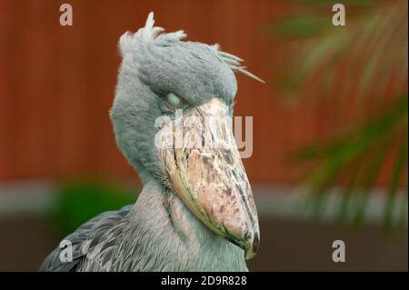 Der seltene und exotische Großvogel Shoebill (Balaeniceps rex), auch bekannt als Walkopf-, Walstorch- oder Schuhabelstorch. Die Augen Rollen. Stockfoto