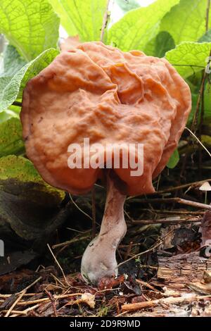 Gyromitra infula, allgemein bekannt als die gehauene Falschmorelle oder der Elfensattel, ist ein ungenießbarer Pilz Stockfoto