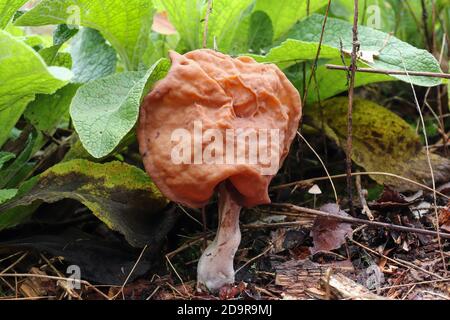 Gyromitra infula, allgemein bekannt als die gehauene Falschmorelle oder der Elfensattel, ist ein ungenießbarer Pilz Stockfoto