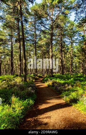 Ein sonniger Pfad im Abernethy Forest an der Nethy Bridge im Cairngorms National Park. Stockfoto