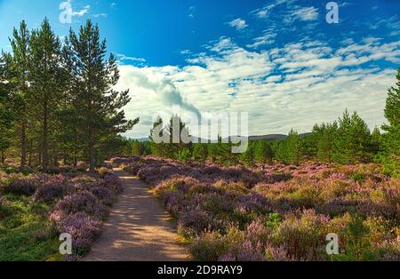 Ein angenehmer Weg durch lila Heide im Abernethy Forest im Cairngorms National Park, Schottland. Stockfoto