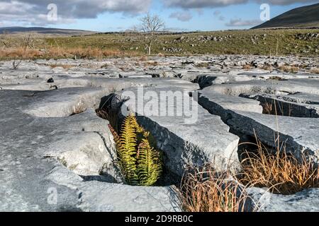 Farne und Gräser, die in einer Karst-Landschaft wachsen, Souther Scales, Inglborough, Yorkshire Dales, Großbritannien Stockfoto