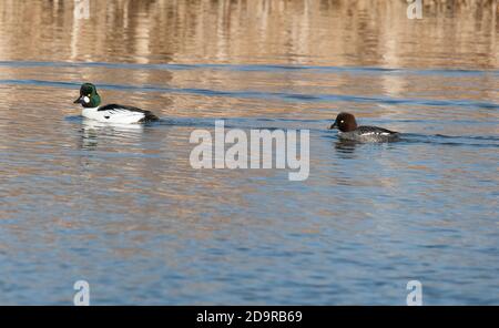 GOLDENEYE im Teich im Frühling Bucephala clangula Stockfoto