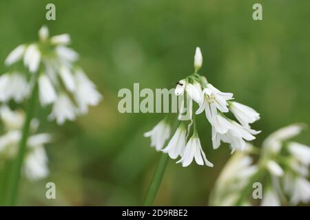 Allium triquetrum Stockfoto