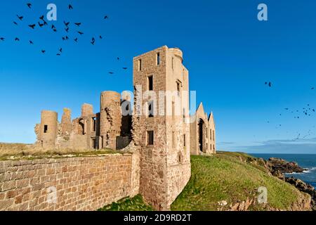 SLAINS CASTLE CRUDEN BAY ABERDEENSHIRE SCHOTTLAND AUF DEN KLIPPEN MIT BLICK AUF DIE NORDSEE UND UMGEBEN VON SAATKRÄHEN IM FLUG Stockfoto