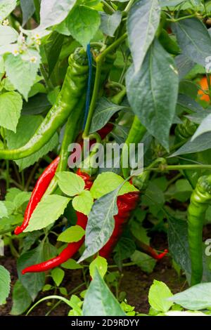 Chilischoten reifen in einem Gewächshaus auf grünen Stielen Stockfoto