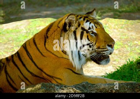 Bengaler Tiger Lateinischer Name Panthera tigris tigris Stockfoto