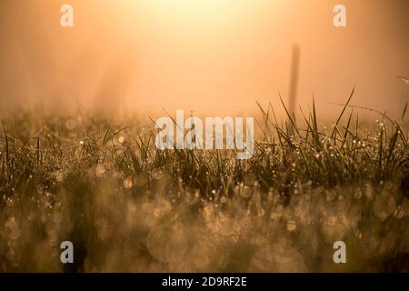 Makroaufnahme von zarten Tau-Tropfen auf seidigen Spinnennetzen. Winzige Wassertropfen, die von der Morgensonne beleuchtet werden. Stockfoto