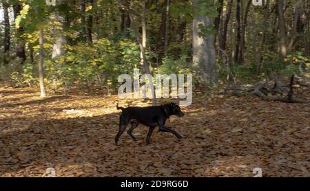 Berlin, Deutschland. November 2020. Schnautzer-Mix Milo erkundet den Plänterwald. Quelle: Paul Zinken/dpa/Alamy Live News Stockfoto