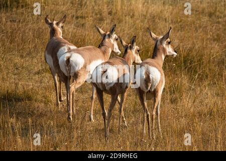 Ein Harem weiblicher Pronghorns, Antilocapra americana, im Lamar Valley im Yellowstone National Park in Wyoming. Ein UNESCO-Weltkulturerbe und Stockfoto