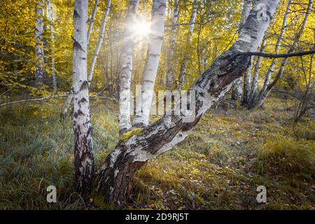 Weiches sonnensternlicht, das durch die goldenen, herbstfarbenen Blätter einer erstaunlichen, kurvigen Silberbirke in einem schmierigen Wald geht Stockfoto